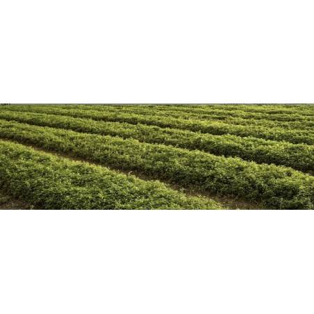 20 Boîtes Ricola Menthe des Glaciers | Milleproduits.com : bonbons, chocolats, snacks en ligne à prix grossiste
