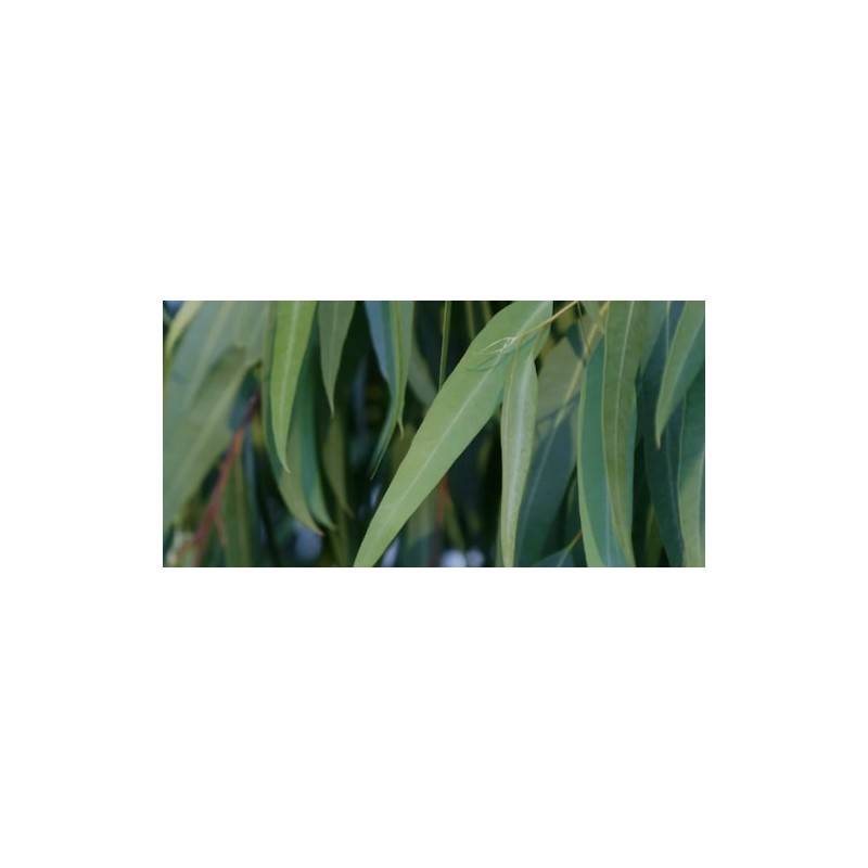 20 Boîtes Ricola Eucalyptus | Milleproduits.com : bonbons, chocolats, snacks en ligne à prix grossiste